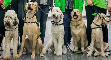 are dogs allowed in dublin airport